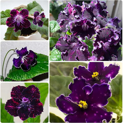 174pcs Multicolor African Violet Seeds for Planting - Indoor Saint Paul Violet