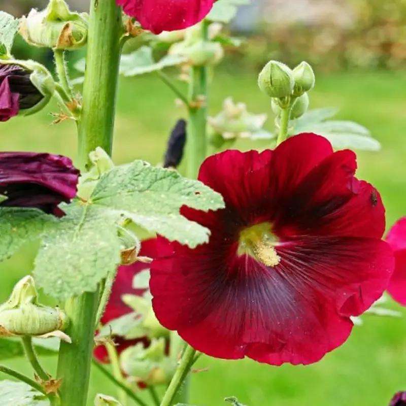 300pcs double mixed hollyhock seeds, rare Alcea rosea annua spring celebrity crimson, non-GMO heirloom, great gift.