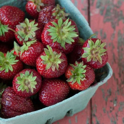 1000 PCS Purple Strawberries - Unique & Delicious - NON GMO
