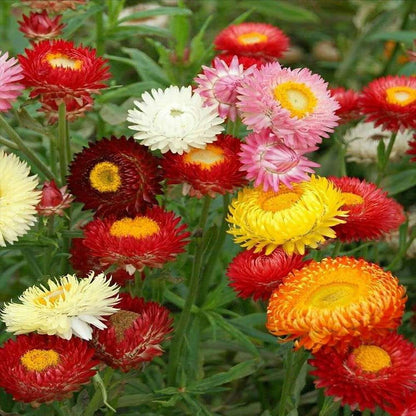 100 PCS Mixed Colorful Strawflower Seeds - Bring Vibrant Hues to Your Garden