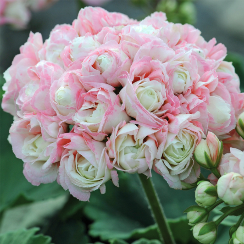 Apple Blossom Geranium Seeds