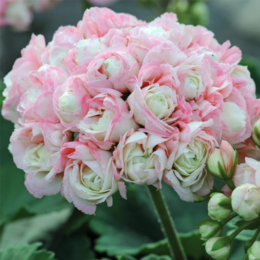 Apple Blossom Geranium Seeds