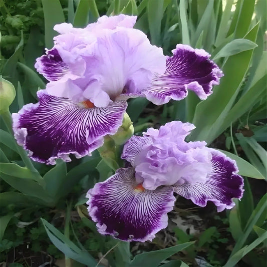 100 Pcs Purple and White German Iris Seeds