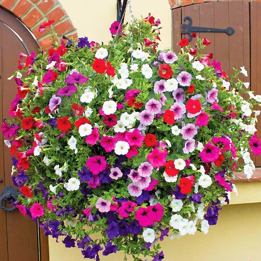 1000pcs Petunia Mixed Rainbow Color Bonsai Seeds