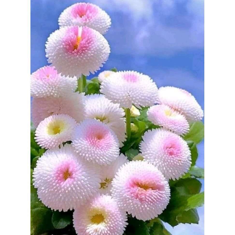 100 PCS Premium Daisy Seeds - Bringing Vibrant Colors to Your Garden