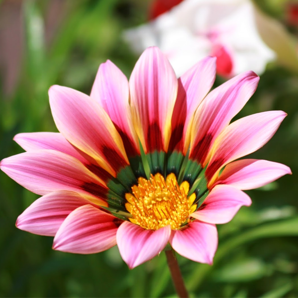 Gazania Big Kiss Sunflower Seeds