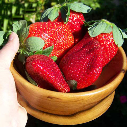 Fancy Twisted Strawberry Seeds