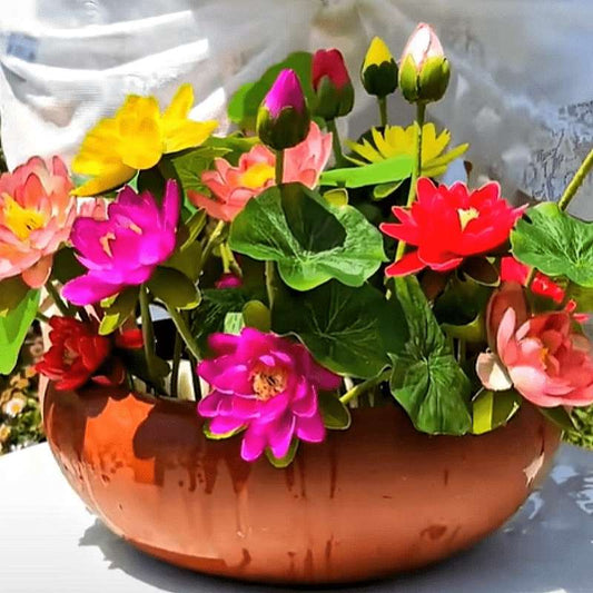30 Bowl Lotus Flower seeds Water Lily Home Garden Plants