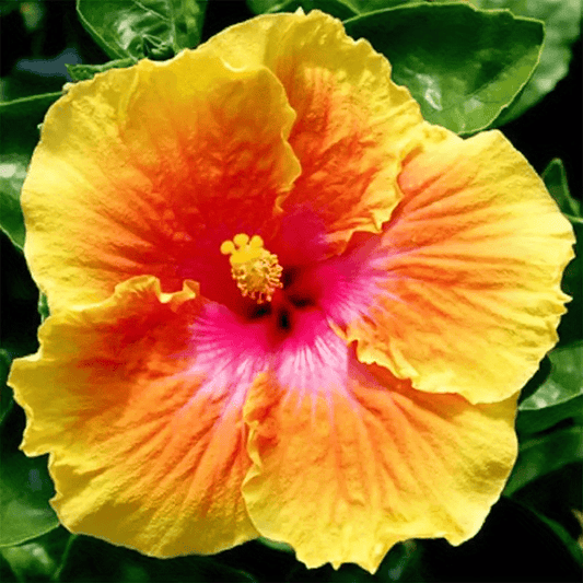 100 PCS Vibrant Yellow & Pink Hibiscus (Jonquil & Rose) Seeds - Bringing Tropical Charm to Your Garden