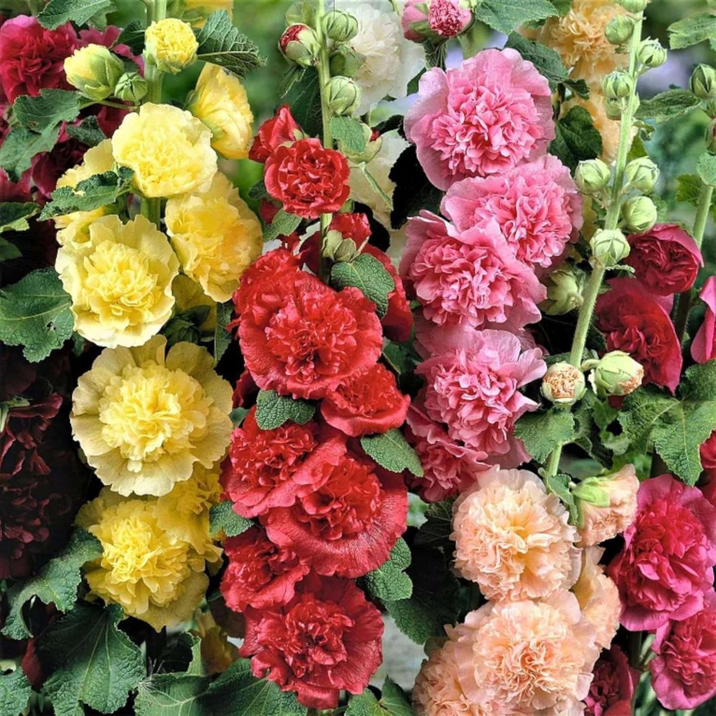 100 PCS Premium Hollyhock Seeds Collection (Alcea rosea)