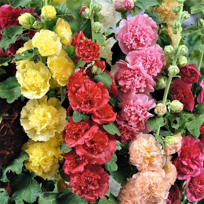 100 PCS Premium Hollyhock Seeds Collection (Alcea rosea)