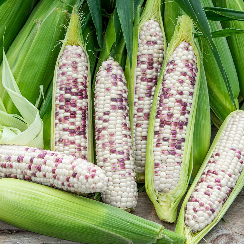 Pink Glutinous Corn Seeds