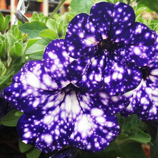 1000PCS rare night sky petunia seeds