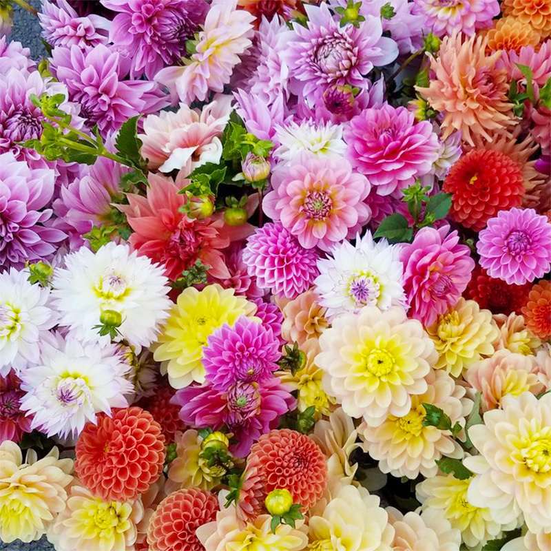 100 PCS Vibrant Mixed Color Dahlia Seeds - A Rainbow of Beauty for Your Garden