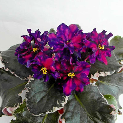 174pcs Multicolor African Violet Seeds for Planting - Indoor Saint Paul Violet