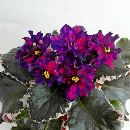 174pcs Multicolor African Violet Seeds for Planting - Indoor Saint Paul Violet