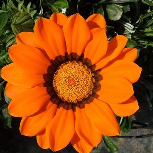 Gazania Orange Flame SunFlower Seeds