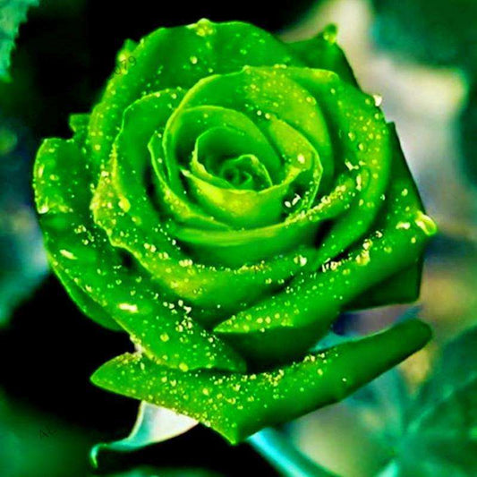 100 Pcs Green Rose - Unique and Exotic Plant for Your Home