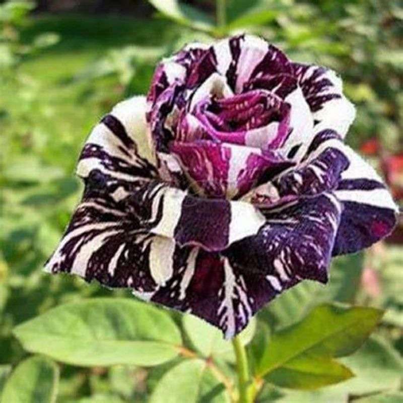 Exotic Stripe Rose Seeds - 100 PCS