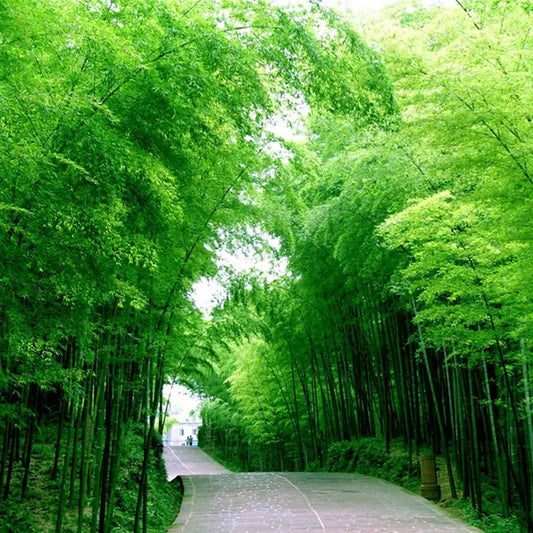 50 Pcs Chinese Bamboo Seeds