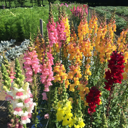 100 PCS Vibrant Colorful Snapdragon (Antirrhinum majus) Seeds for Your Garden