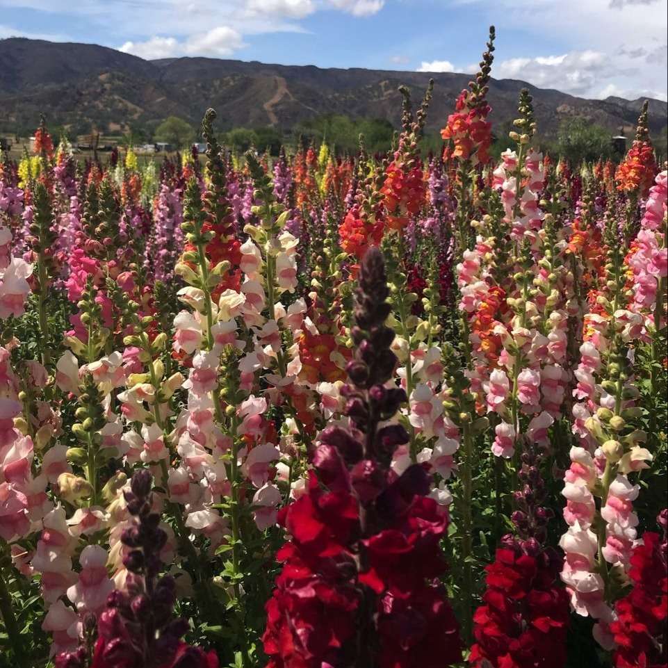 100 PCS Vibrant Colorful Snapdragon (Antirrhinum majus) Seeds for Your Garden