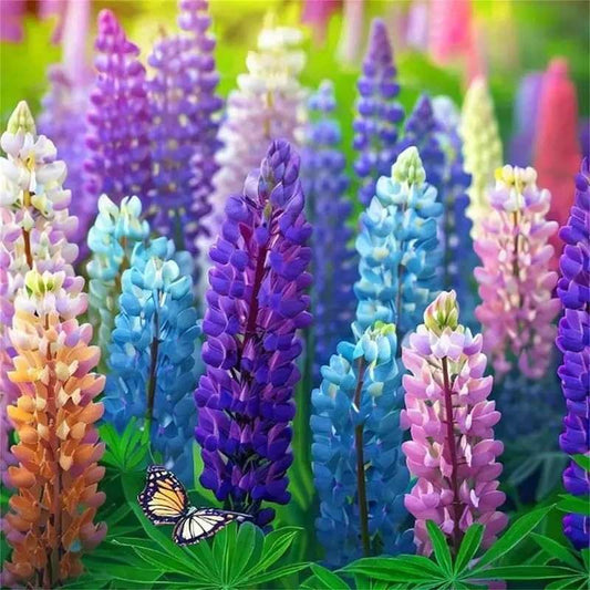 100 PCS Colorful Lupine Seeds - Radiant Blue, Purple, Pink & White Blooms for Your Garden