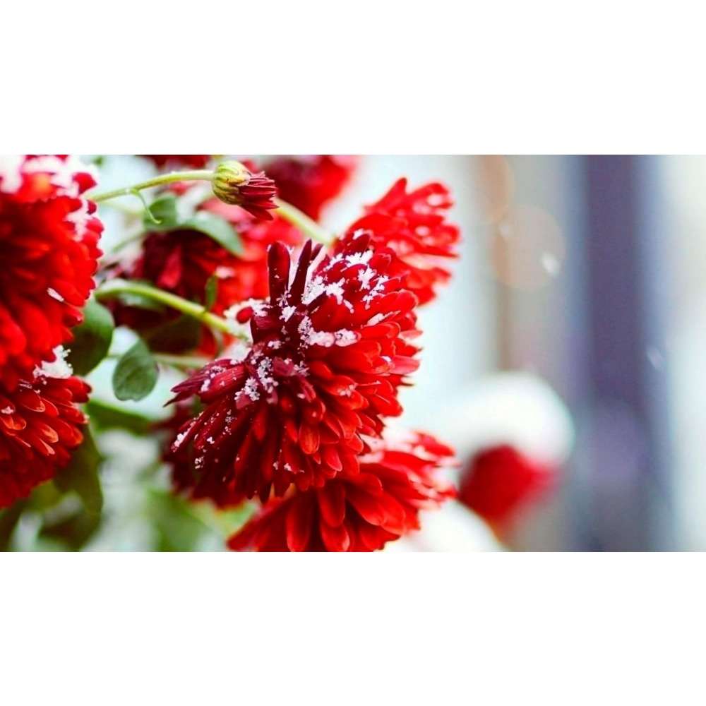 100 PCS Aster Seeds - Effortless Charm for Gardens & Pollinators!