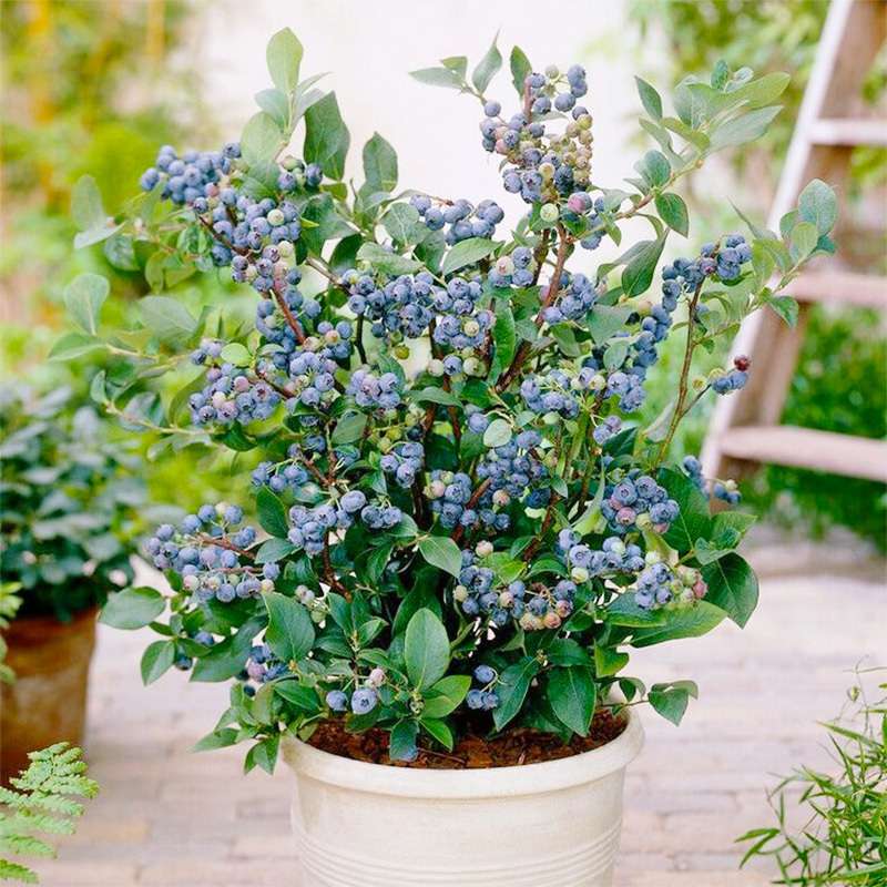 500+Blueberry Bush Seeds for Planting -Non GMO