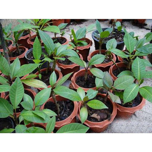 New 2025 Plumeria Frangipani Seeds, Flowers Valentine - 100 Seeds Rare