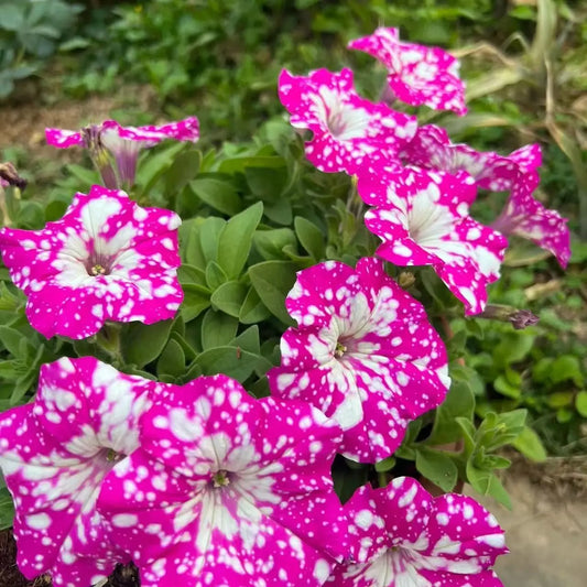 1000PCS Annual Night Sky Petunia Flower Seeds