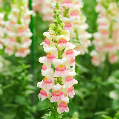 100 PCS Vibrant Pink & White Snapdragon Flower Seeds