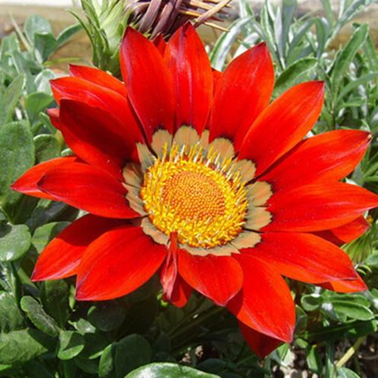 Gazania Coastal Rigens SunFlower Seeds