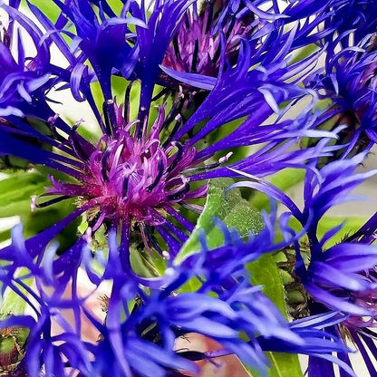 Blue Scarlet Bee Balm Cornflower Seed - Monarda Didyma - Rare and Beautiful Perennial Flowering Plant