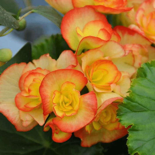 100 Pcs Rieger Begonia (Begonia x hiemalis) Seeds