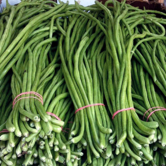 Cowpea seed-Long Bean