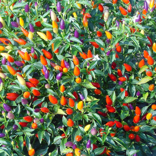 Colorful Peppers Seeds