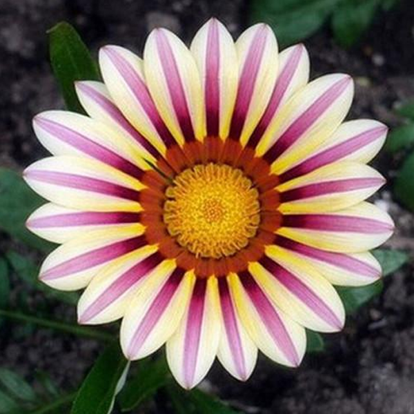 Gazania Rigens Pink SunFlower Seeds