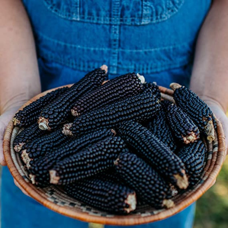 Black Waxy Corn Seeds