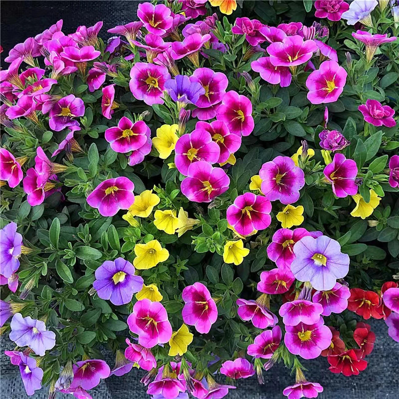 1000pcs Petunia Mixed Rainbow Color Bonsai Seeds