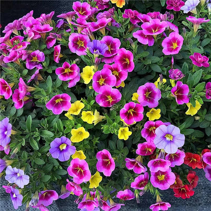 1000pcs Petunia Mixed Rainbow Color Bonsai Seeds