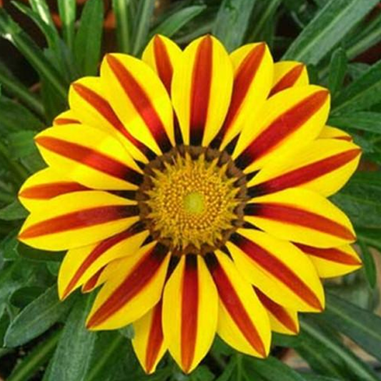 Gazania Rigens MariGold SunFlower Seeds