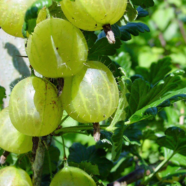 Impressive Rare Ceylon Gooseberry Seeds