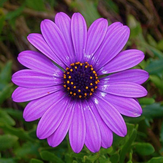 Gazania Tulip Sunflower Seeds