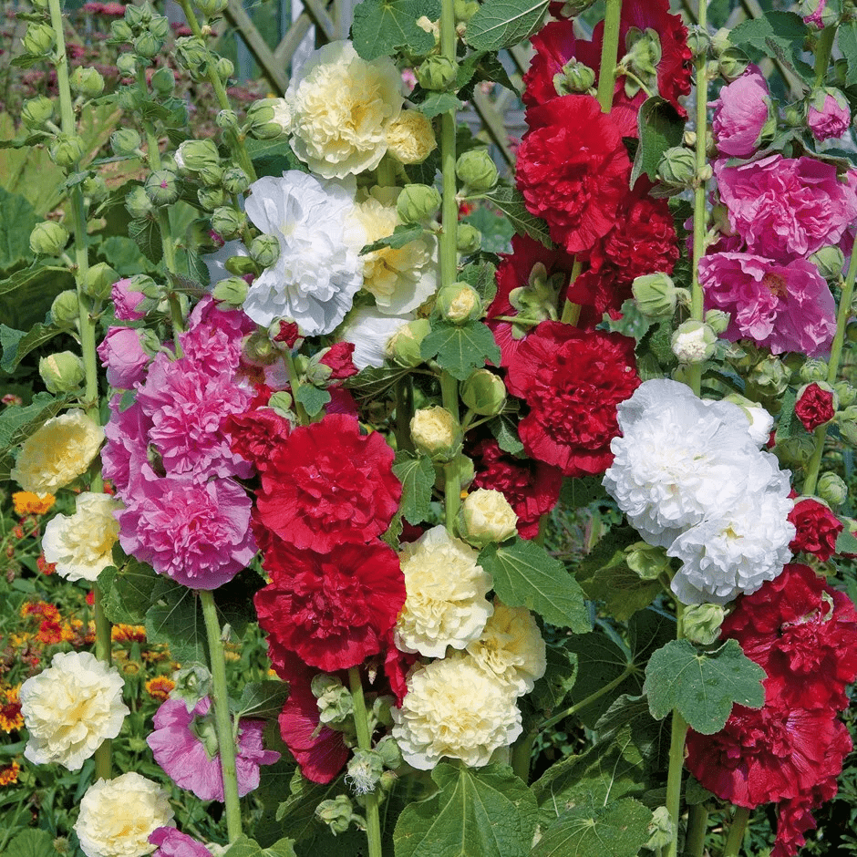 100 PCS Exquisite Mixed Double Hollyhock (Alcea Rosea) Flower Seeds - Ideal for Your American Garden