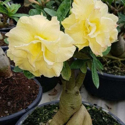 100 PCS Yellow Double Desert Rose Seeds