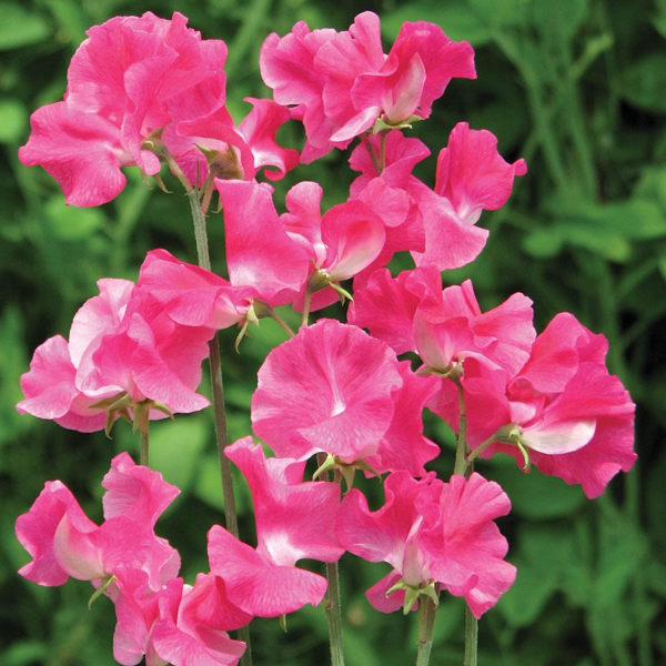 Sweet Pea (Lathyrus Odoratus) Seeds