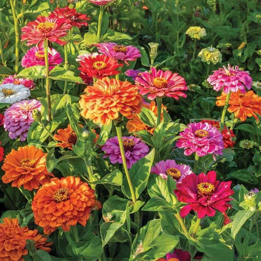 100 PCS Vibrant Colorful Wildflower Seed Mix Pack