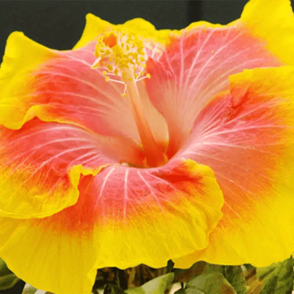 100 PCS Vibrant Yellow & Pink Hibiscus (Jonquil & Rose) Seeds - Bringing Tropical Charm to Your Garden