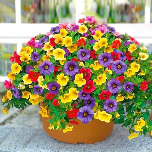 1000+ Mix-Color Petunia Seeds for Planting